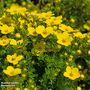 Potentilla fruticosa 'Bella Lindsey'