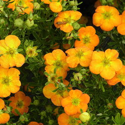 Potentilla fruticosa 'Bella Sol'