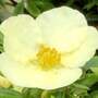 Potentilla fruticosa 'Cream'issima'