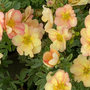 Potentilla fruticosa 'Double Punch Peach'