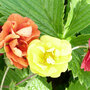 Potentilla atrosanguinea 'Fireball'