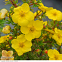 Potentilla fruticosa 'Kobold'