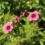 Potentilla 'Helen Jane' - Seeds