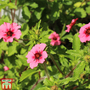 Potentilla 'Helen Jane'