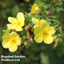 Potentilla 'Katherine Dykes'