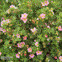 Potentilla fruticosa 'Lovely Pink'