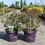 Potentilla fruticosa 'Mandarin Tango'