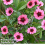 Potentilla 'Melton Fire' - Seeds