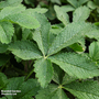 Potentilla thurberi 'Monarch's Velvet' - Seeds
