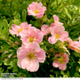 Potentilla fruticosa 'Pink Paradise'