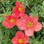 Potentilla fruticosa 'Red'issima'