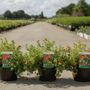 Potentilla fruticosa 'Red Lady'