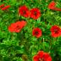 Potentilla atrosanguinea var. argyrophylla 'Scarlet Starlit'