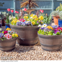 Garden Gear - Wooden Barrel Effect Planter Collection