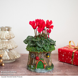 Woodland Planters With Cyclamen - Gift