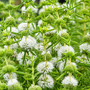 Preslia cervina 'Alba' (Marginal Aquatic)