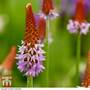 Primula vialii