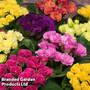 Primrose 'Primlet Tropical Mix'