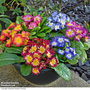 Primrose 'Arizona Bicolor' (Pre-Planted)