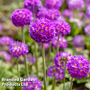 Primula denticulata 'Blue'