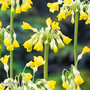 Primula florindae (Marginal Aquatic)