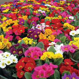 Primrose 'Giant Flowered Mix'