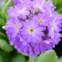 Primula denticulata 'Lilac'