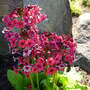 Primula japonica 'Miller's Crimson'
