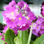 Primula denticulata 'Red'