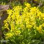 Primula veris