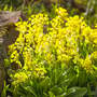 Primula veris - Seeds