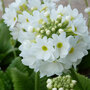 Primula denticulata 'White'