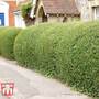 Ligustrum ovalifolium (Hedging)