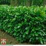 Cherry Laurel (Potted Hedging)