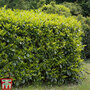 Prunus laurocerasus 'Etna' (Hedging)