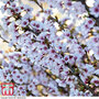 Prunus incisa 'Kojo-No-Mai'