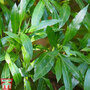Prunus laurocerasus 'Caucasica' (Hedging)