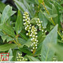 Prunus laurocerasus 'Otto Luyken' (Hedging)