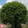 Prunus lusitanica