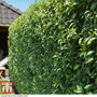 Prunus lusitanica 'Angustifolia' (Hedging)