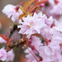 Prunus incisa 'Oshidori' (Standard)