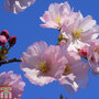 Prunus 'Accolade'