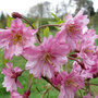 Prunus x subhirtella 'Fukubana'