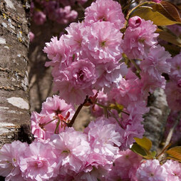 Prunus 'Royal Burgundy'