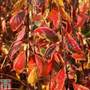 Prunus 'Frilly Frock'