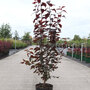 Prunus cerasifera 'Nigra'