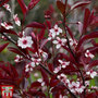 Prunus x cistena