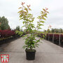 Prunus 'Kanzan'