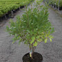 Prunus tenella 'Fire Hill'