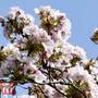 Prunus 'Amanogawa'
